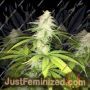 Simple Wedding Cake S1 by Pheno Finder Seeds Cannabis Seeds For Sale at Just Feminized