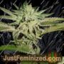 Chemhead OG by Pheno Finder Seeds Cannabis Seeds For Sale at Just Feminized