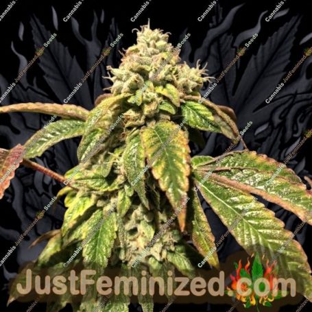 Blue Sherbalato by Pheno Finder Seeds Cannabis Seeds For Sale at Just Feminized