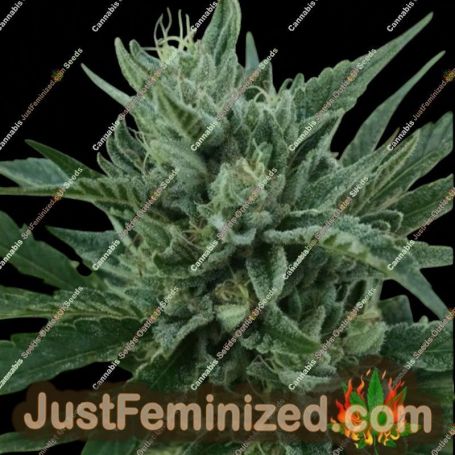 Black Hog by Platinum Terp Hogz Cannabis Seeds For Sale at Just Feminized