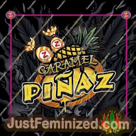 Caramel Pinaz by Platinum Terp Hogz Cannabis Seeds For Sale at Just Feminized