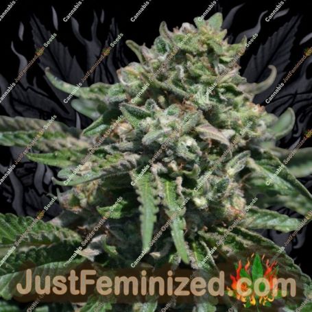 Berry Melon-O by Platinum Terp Hogz Cannabis Seeds For Sale at Just Feminized