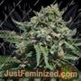 Berry Melon-O by Platinum Terp Hogz Cannabis Seeds For Sale at Just Feminized