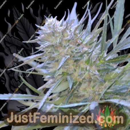 Clemonadez by Platinum Terp Hogz Cannabis Seeds For Sale at Just Feminized