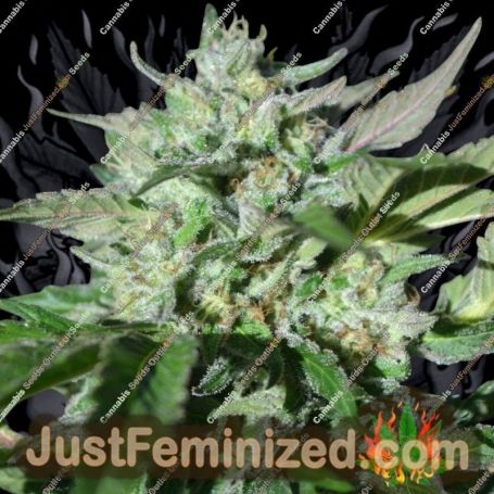 Pineapple Pellazino by Platinum Terp Hogz Cannabis Seeds For Sale at Just Feminized