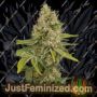 Neopolitan by Pot Valley Seeds Cannabis Seeds For Sale at Just Feminized