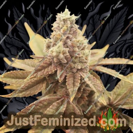 Strawberry Marshmallow by Pot Valley Seeds Cannabis Seeds For Sale at Just Feminized