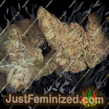 Twisted Lemon Ripple by Pot Valley Seeds Cannabis Seeds For Sale at Just Feminized