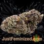 Twisted Lemon Ripple by Pot Valley Seeds Buds Weed Ganja Skunk Pot Reefer Dope Herb Pics Images