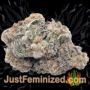 Twisted Lemon Ripple by Pot Valley Seeds Buds Weed Ganja Skunk Pot Reefer Dope Herb Pics Images