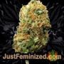 Twisted Lemon Ripple by Pot Valley Seeds Buds Weed Ganja Skunk Pot Reefer Dope Herb Pics Images