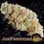 Twisted Lemon Ripple by Pot Valley Seeds Buds Weed Ganja Skunk Pot Reefer Dope Herb Pics Images