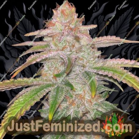 Cake Bomb by Prolific Coast Seeds Cannabis Seeds For Sale at Just Feminized