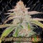 Cake Bomb by Prolific Coast Seeds Cannabis Seeds For Sale at Just Feminized