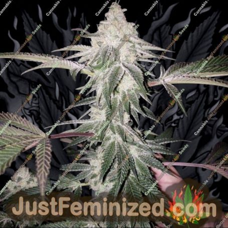 Honey Trees by Prolific Coast Seeds Cannabis Seeds For Sale at Just Feminized