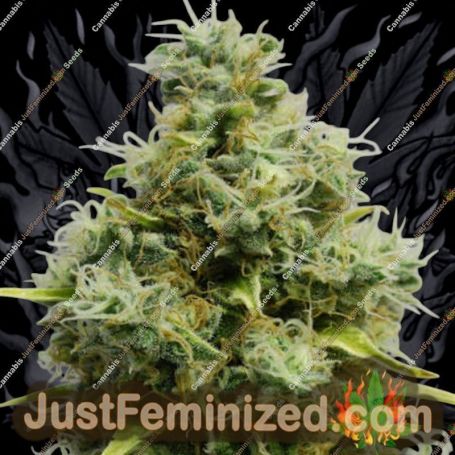 Big Bomb by Bomb Seeds Cannabis Seeds For Sale at Just Feminized