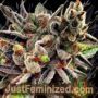 Scotts OG by Rare Dankness Cannabis Seeds For Sale at Just Feminized
