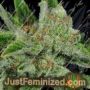 Ghost Train Haze 1 by Rare Dankness Cannabis Seeds For Sale at Just Feminized