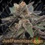 501st OG by Rare Dankness Cannabis Seeds For Sale at Just Feminized