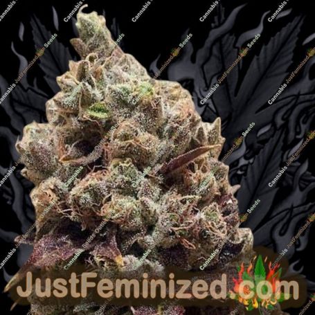 Lee Roy by Rare Dankness Cannabis Seeds For Sale at Just Feminized