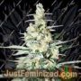 Tangerine Trainwreck Haze by Rare Dankness Cannabis Seeds For Sale at Just Feminized