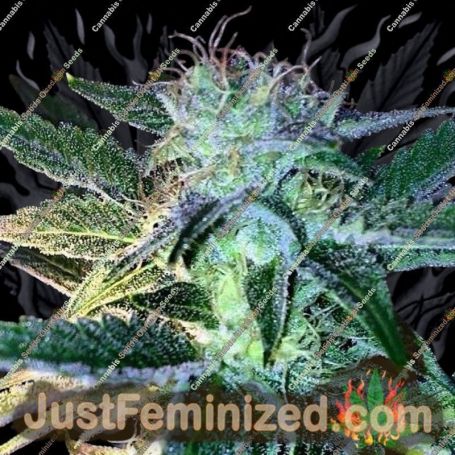 Ghost of Lee Roy by Rare Dankness Cannabis Seeds For Sale at Just Feminized