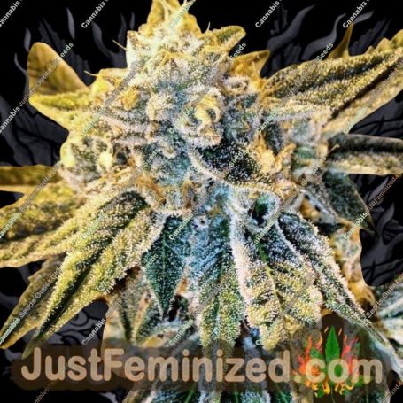 Cornbread by Rare Dankness Cannabis Seeds For Sale at Just Feminized