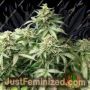 OX Piss by Rare Dankness Cannabis Seeds For Sale at Just Feminized