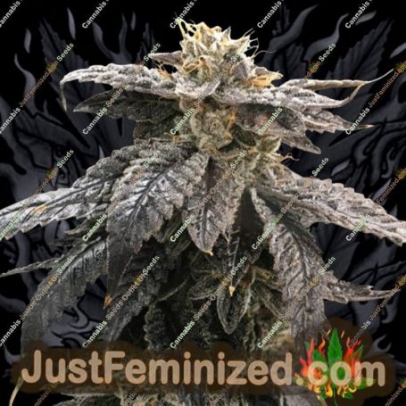 Star Ox by Rare Dankness Cannabis Seeds For Sale at Just Feminized