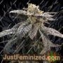 Star Ox by Rare Dankness Cannabis Seeds For Sale at Just Feminized