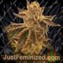 Cookie OX by Rare Dankness Cannabis Seeds For Sale at Just Feminized