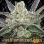 Rare Hindu by Rare Dankness Cannabis Seeds For Sale at Just Feminized