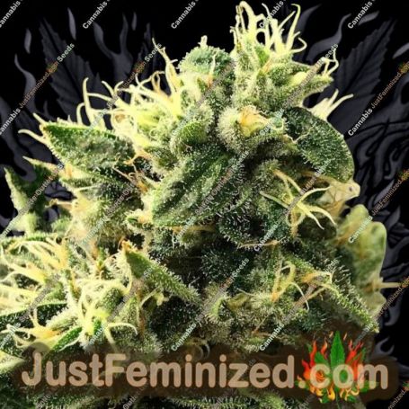 Scavengers Daughter by Rare Dankness Cannabis Seeds For Sale at Just Feminized