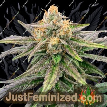 Somali Ghost Train by Rare Dankness Cannabis Seeds For Sale at Just Feminized