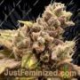 Runtz Ghost Train by Rare Dankness Cannabis Seeds For Sale at Just Feminized