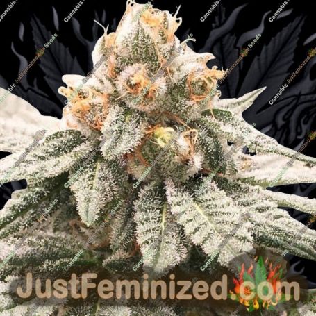 Lemon Oasis by Rare Dankness Cannabis Seeds For Sale at Just Feminized