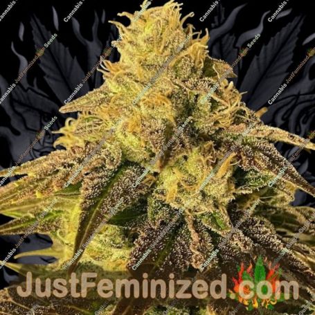 Coco Nibbles by Rare Dankness Cannabis Seeds For Sale at Just Feminized