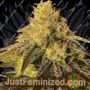 Coco Nibbles by Rare Dankness Cannabis Seeds For Sale at Just Feminized