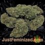 OG Kush by Reserva Privada Buds Weed Ganja Skunk Pot Reefer Dope Herb Pics Images