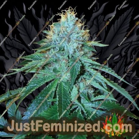 The OG 18 by Reserva Privada Cannabis Seeds For Sale at Just Feminized