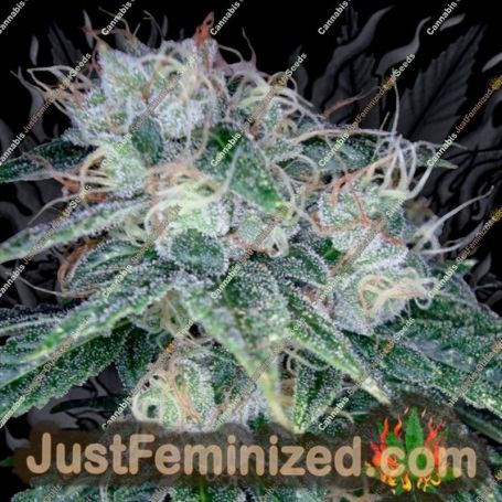 Sour Diesel by Reserva Privada Cannabis Seeds For Sale at Just Feminized