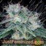 Sour Diesel by Reserva Privada Cannabis Seeds For Sale at Just Feminized