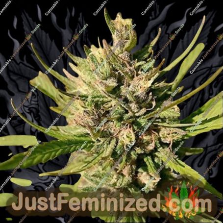 Majestic Lemon by 710 Genetics Cannabis Seeds For Sale at Just Feminized
