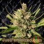Majestic Lemon by 710 Genetics Cannabis Seeds For Sale at Just Feminized
