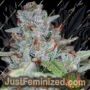 Skywalker Kush by Reserva Privada Cannabis Seeds For Sale at Just Feminized