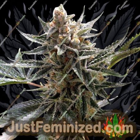 Tangie by Reserva Privada Cannabis Seeds For Sale at Just Feminized