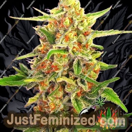 Cherry Bomb by Bomb Seeds Cannabis Seeds For Sale at Just Feminized