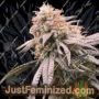 Peach Mac by Spitfire Genetics Cannabis Seeds For Sale at Just Feminized