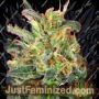 Cluster Bomb by Bomb Seeds Cannabis Seeds For Sale at Just Feminized