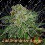 MK Ultra Kush by TH Seeds Cannabis Seeds For Sale at Just Feminized